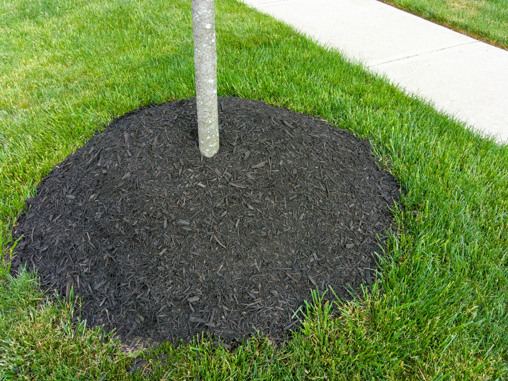 A young tree planted with a large pile of mulch, which takes water away from the root system.