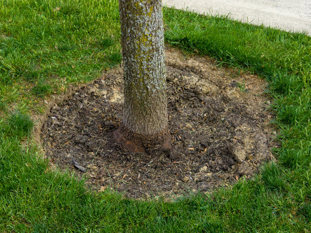 The base of a young tree - circular cutout of mulch around the trunk. Mulch is flat and root flare is visible.
